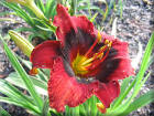 Day Lily Dash Logo